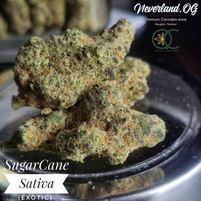 Sugar Cane Strain 4th best sativa indoor of Phuket cannabis cuo