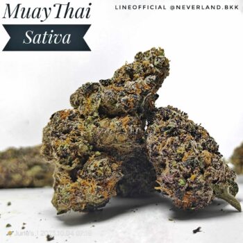 Muay Thai Strain