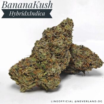 Banana kush strain