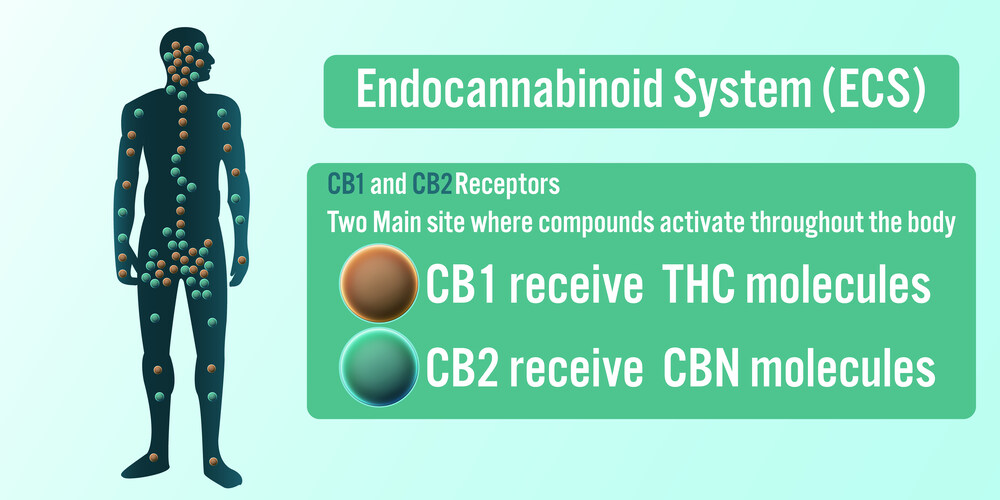 What is THC and Why Does it Affect Us?