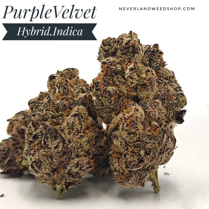 Purple Velvet Strain | Hybrid Indica