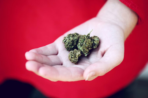 a person hand holding cannabis flowers