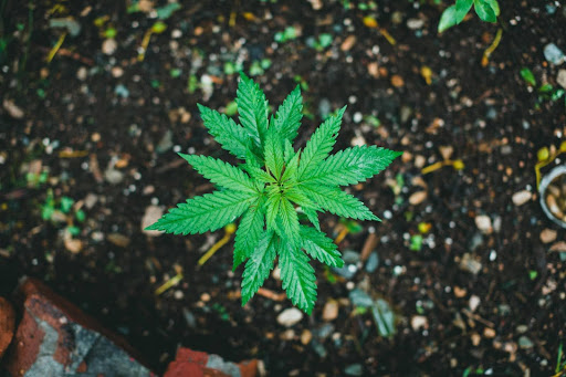 cannabis plant on ground