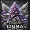 cigma strain