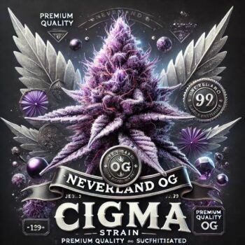 cigma strain